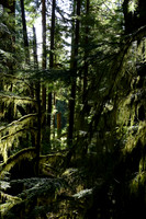 Woodland