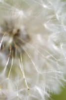 Macro