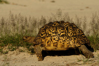 Reptiles & Amphibians
