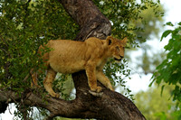 Mammals